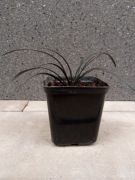 Konwalnik płaskopędny 'Niger' – Czarna Trawa (Sadzonka)