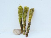 Kadzidło naturalne słowiańskie Nawłoć PRZYCIĄGANIE DOBREJ ENERGII 