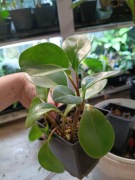 peperomia tempolistna