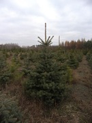 Choinki świąteczne