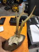 Poroże sarny 1913r stan bardzo dobry 