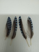 Pióra piękne naturalne niebieskie bażant 