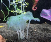 Silikonowy grzybek świecący w ciemności do akwarium / terrarium