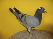 MŁODY ABSOLUTNY HIT !!!