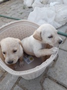 Labrador - szczeniaki