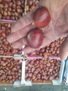 Kasztany jadalne 3kg kasztan jadalny nie orzech włoski 