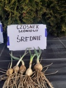 Czosnek słoniowy 1 sadzonka sloniowy gigant rozmiar średni 