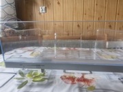 Pojemnik na warzywa do lodówki