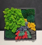 Obraz z mchu chrobotek 