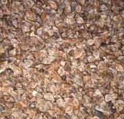 GRYKA Poplon Miododajna  24kg Nasiona 