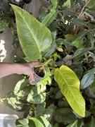 Philodendron calkins gold marmurkowy filodendron