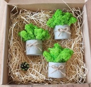 Mech Chrobotek w betonowej doniczce zestaw prezent