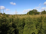 świerk pospolity/ świerk srebrzysty HURT/DETAL