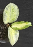 Hoya carnosa Argentea Princess - sadzonka ukorzeniona