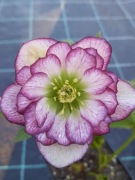 Ciemiernik Helleborus 'Peppermint Ice' 53