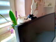 Kotki na monitor