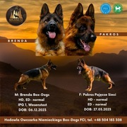 Owczarek Niemiecki szczenię z rodowodem ZKWP FCI SV