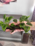 Anubias mini bariera, przyrośnięty do korzenia
