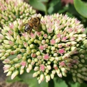 Rozchodnik (Sedum Spectabile) roślina miododajna  (3szt)
