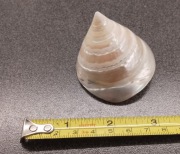 muszla ślimaka morskiego  z rodziny Trochidae