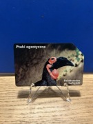 PTAKI EGZOTYCZNE - DZIOBOROŻEC KAFRYJSKI - 6/10 - ZOBACZ TEŻ POZOSTAŁE