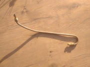 Junkers ZWE/ZSE 24-3 MFA - rurka 6