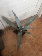 Agave, agawa,,americana” duża roślinka wyprzedaż