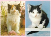 Urocze koty na 2 pocztówkach ( 2 )