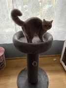 Drapak z Maxi Zoo 89cm