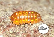 Armadillidium frontetriangulum orange Corfu 10 szt isopody prosionki