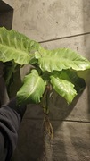 Philodendron Jungle Fever Lespot?