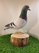 Gołębie pocztowe.Super materiał do rozpłodu Knapik Piotr i Tomasz