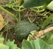 Nasiona dyni - zielona - Green Hubbard