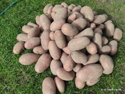 Ziemniaki Red Lady 25 kg