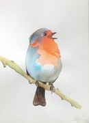 Obrazek akwarela ptak rudzik