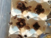 Karaczan Dubia wylęg 100 szt + Karaczan Madagaskarski 100 szt