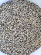 Owies paszowy karma dla koni królików kur chomików 