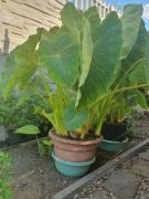 Duża alocasia Esculenta