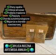 BYLICA ROCZNA (Artemisia Annua) KURACJA Pasożyty Oczyszczanie 100 sztuk
