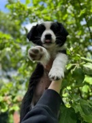 Szczeniak Border Collie ZKwP/FCI - Hodowla Black&White Story