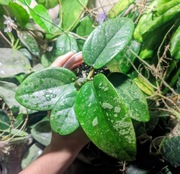 Hoya Silver Dollar - sadzonka rosnąca