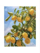 Malowanie po numerach - drzewo cytrynowe