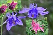 Orlik mix- Aquilegia vulgaris 100n