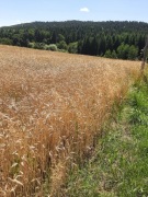 Pszenica Medalistka (konsupcyjna) dla kur,kaczek, gołębi jak i na mąkę.