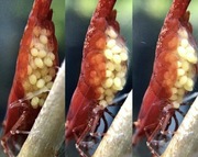 Qualdrop Breed 3x 30g (90g) pokarm stymulujący szybkie rozmnażanie