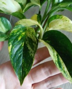 Epipremnum scrambled eggs, kolejcjonerski