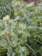 Mięta zwykła ogrodowa