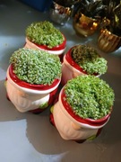 Selaginella - roślina dekoracyjna (w osłonce) 