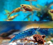 Gupiki Endlera Złote 5 szt krewetki blue 5 szt