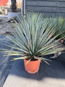 Juka Rostrata zimozielona 